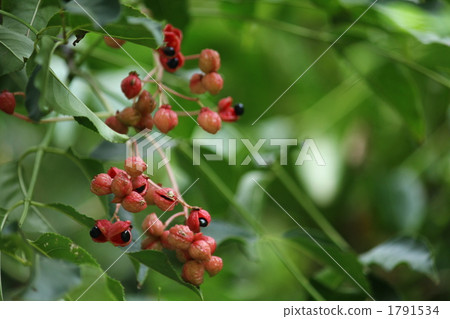 Red fruit · black seed 1791534