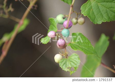 Colored novudo 1791537