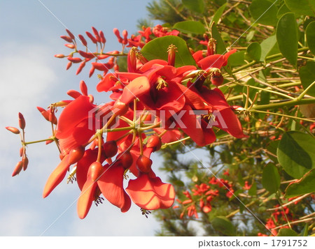Perfect for summer flowers. The red flower of passion The second flower of America Dego. Perfect for summer flowers. The red flower of passion The second flower of America Dego. 1791752