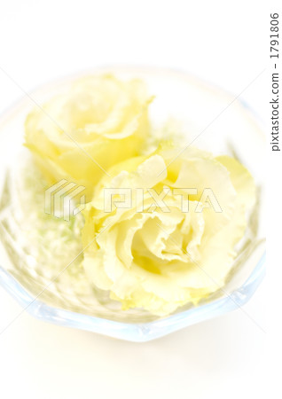 白花安排。 白花安排。 1791806