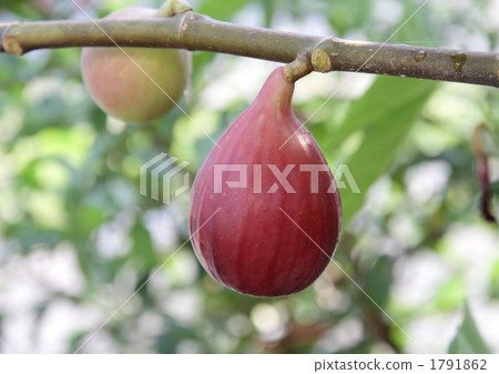 一塵不染的水果 1791862