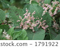 Itadori花 1791922