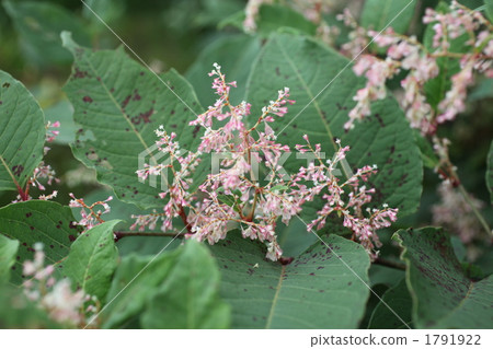 Itadori flower 1791922