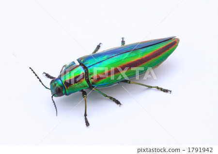 寶石甲蟲 刮屑 向上彎曲 1791942