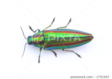 寶石甲蟲 吉丁蟲科 吉丁蟲 1791947