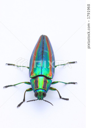 buprestid, buprestidae, jewel beetles 1791968