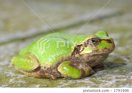 amphibian, amphibians, an amphibian 1791986