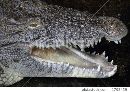 Nile crocodile 1792459