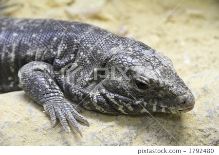 Tegu 1792480