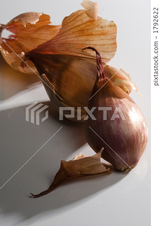 Selective Focus Vegetable Shallot Scientific Name Stock Photo 2311630259