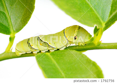 燕尾幼蟲 1792756