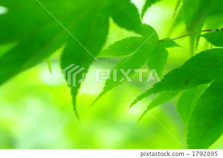 red leafe, botanic, botanical 1792895