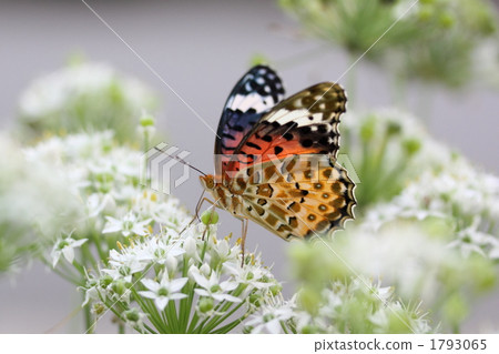 Blueberry sweet potato sucking nectar flower nectar 1793065