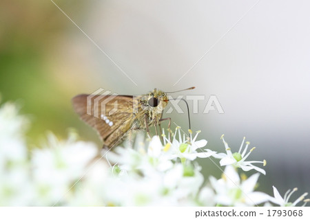 Ichimon dieselis sucking nectar flower nectar 1793068