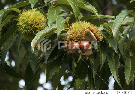 板栗果 板栗果 1793073