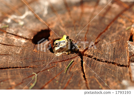 amphibian, amphibians, an amphibian 1793193