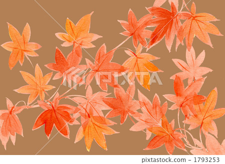 maple, yellow leafe, red leafe 1793253