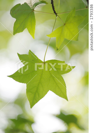 sweetgum, foliage, leaf 1793386