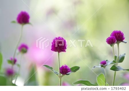 千日紅 矢車菊 花朵 1793402