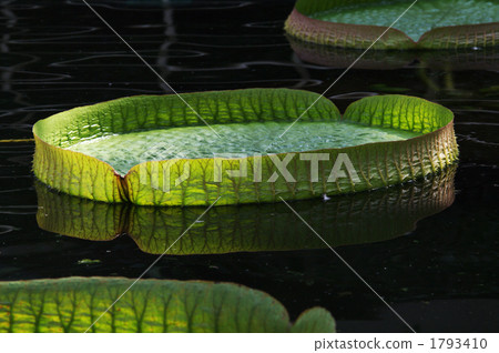 circular, circular form, round 1793410