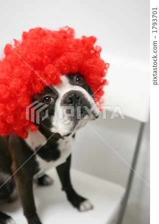 Afro dog Afro dog 1793701