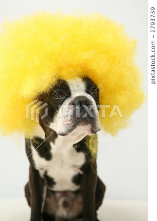 Afro dog yellow 1793739