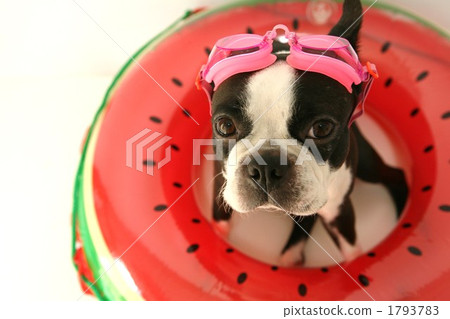 watermelon, marine sports, one animal 1793783