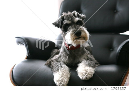 miniature schnauzer, animal, animals 1793857