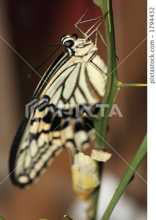 Emergence of swallowtail swallowtail 1794432