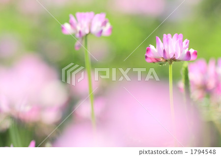 中國紫雲英 黃芪屬植物 湯匙 1794548