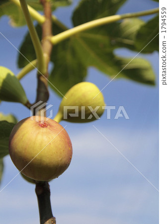 fig 1794559