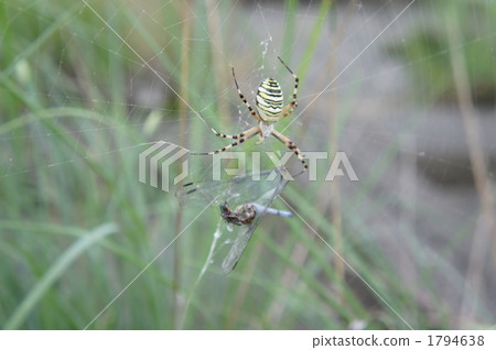 spider web, spider-web, spiderweb 1794638