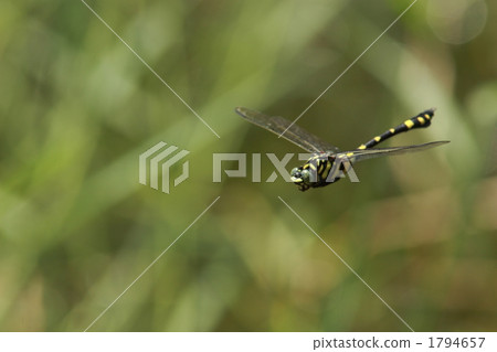 Taiwan Uchiyayama who is hovering Taiwan Uchiyayama who is hovering 1794657