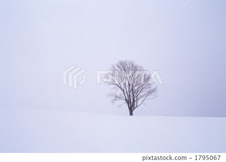 純潔的白色世界 純潔的白色世界 1795067