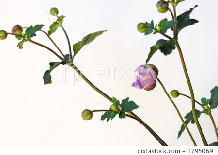 Akiaki chrysanthemum alba Chrysanthemum alba kibuneku（學名：Anemone hupehensis） 1795069