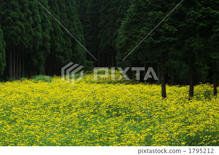 Older brothers blooming cedar forest 1795212