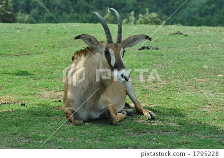 scimitar oryx, terrestrial animal, animal 1795228