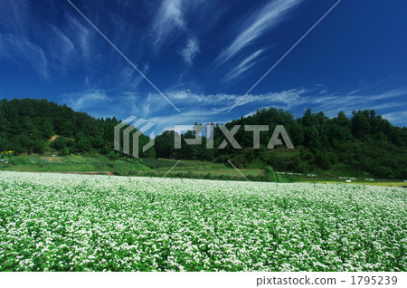 蕎麥領域和秋天雲彩 蕎麥領域和秋天雲彩 1795239