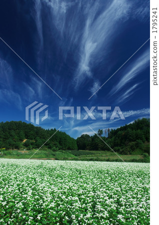 Buckwheat fields and autumn clouds Buckwheat fields and autumn clouds 1795241