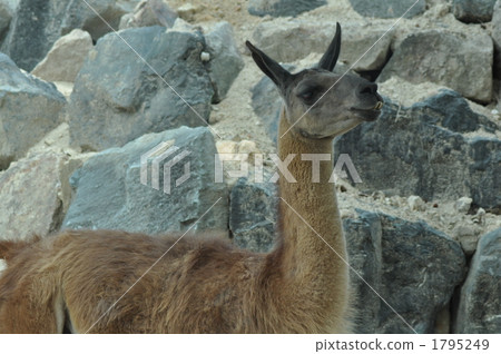 駱駝 陸生動物 野生動物 1795249