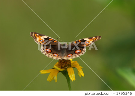 A female fish fish 1795346