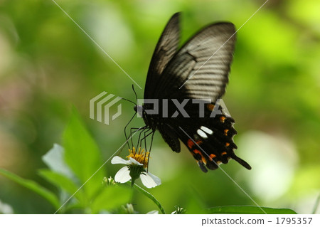 蜂蜜白尾鞭貽貝（Benimon風格） 1795357