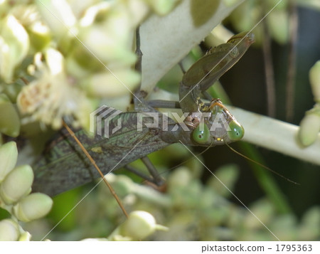 Halabirakamakiri（棕色型） 1795363