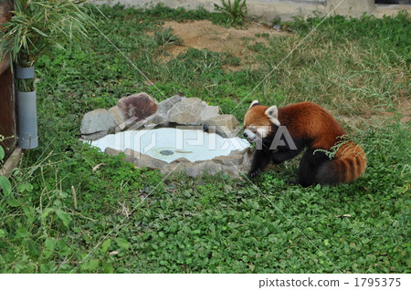 陸生動物 小熊貓 動物 1795375