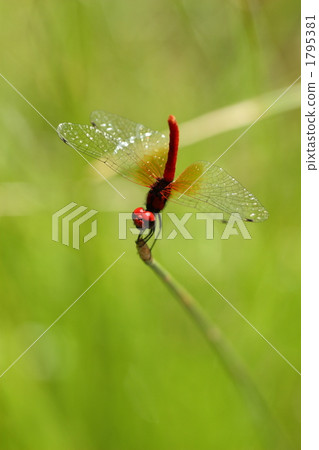 Male of Hachyutombo Male of Hachyutombo 1795381