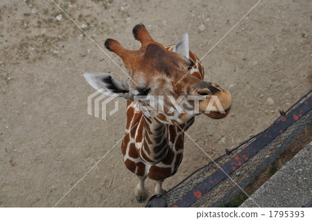 陸生動物 長頸鹿 動物 1795393