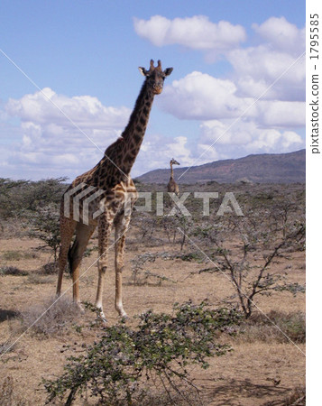 Kenya 1795585