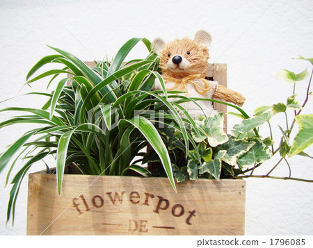 葉子植物 1796085