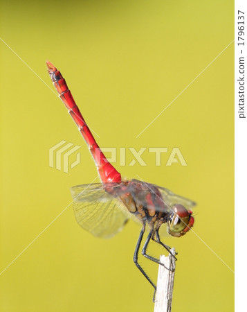 紅蜻蜓 1796137