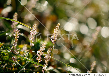 Glittering water droplets and sparkling 1796221